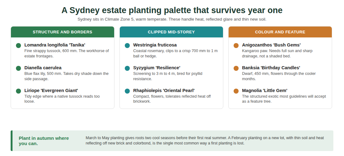 Species that handle heat, reflected glare and thin new soil on Sydney estate lots